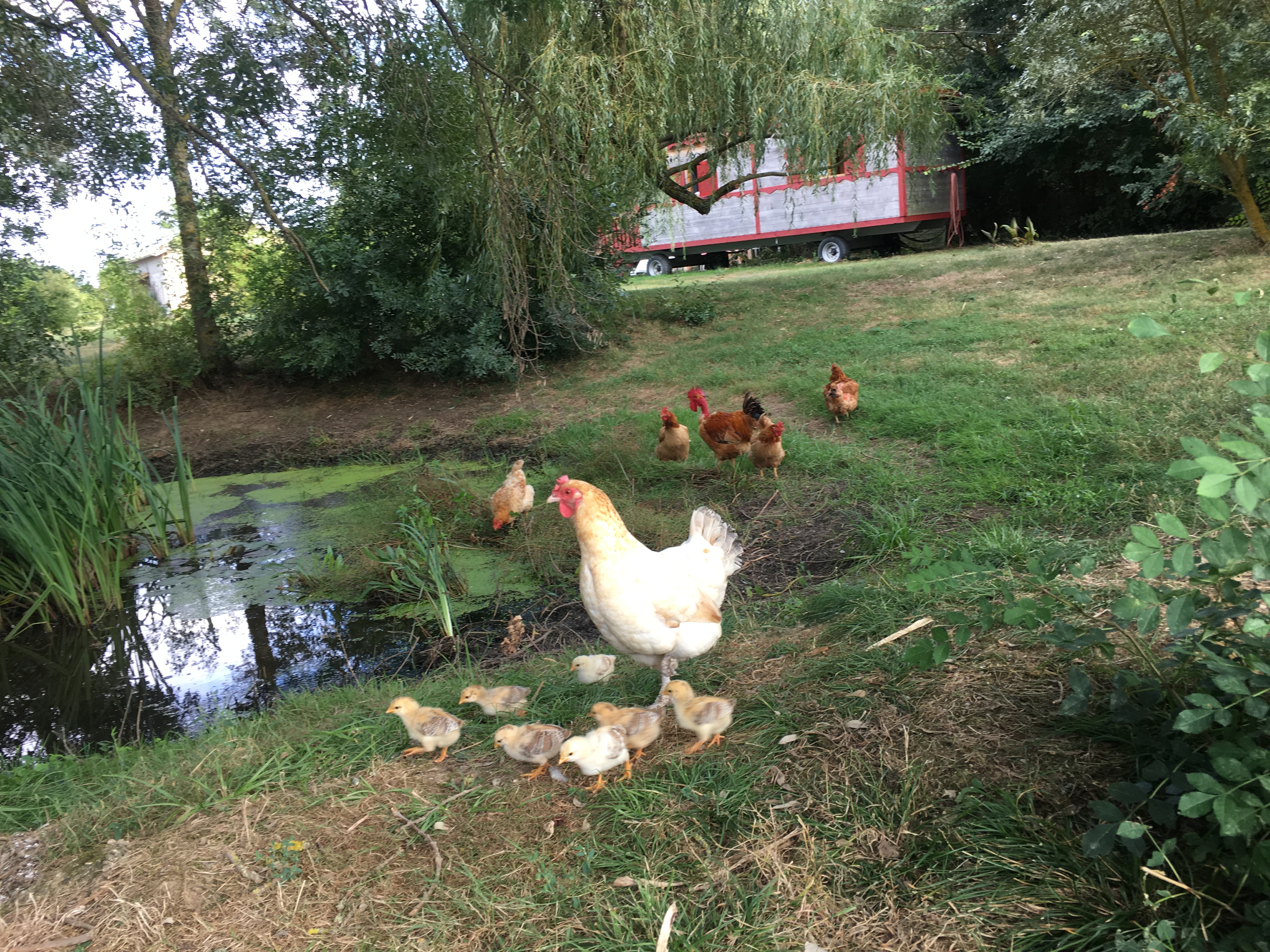 Maman poule et ses petits